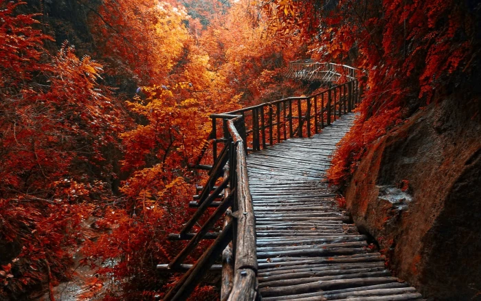 landscape photography of wooden bridge covered in orange leafed trees 2k