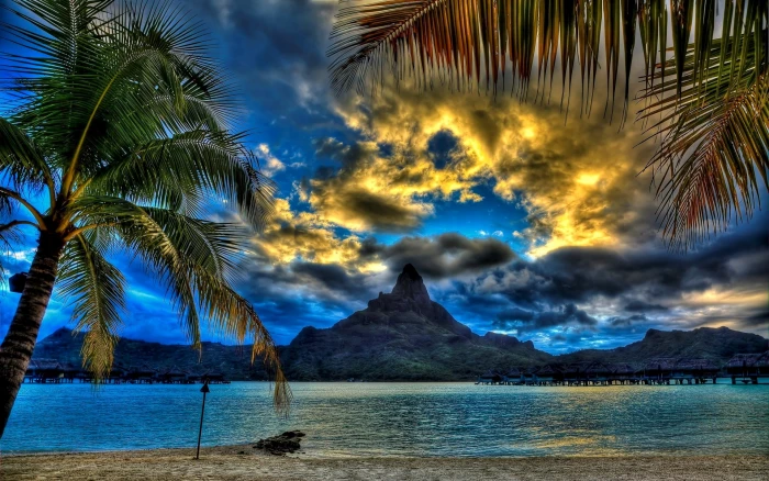 nature photos backgrounds beauty in palm tree 2k