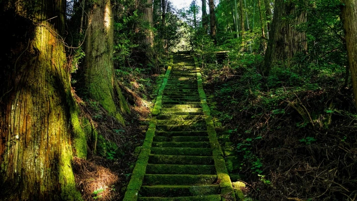 nature vegetation green forest woodland tree path buddhist temple 2k