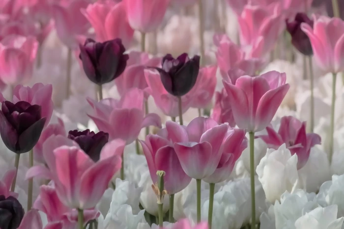 pink white and purple tulips Faves nature plant Color 2k 4k 5k