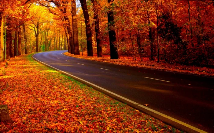road between trees concrete during autumn fall forest 2k