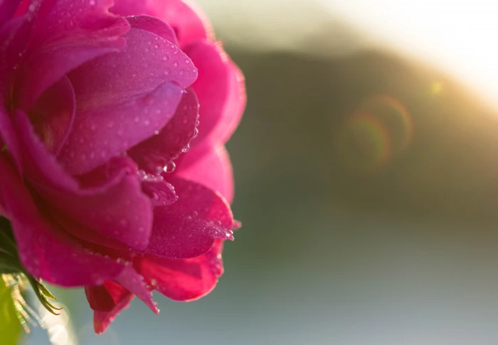 selective focus of pink flowers with water dew drop Shine on 2k 4k