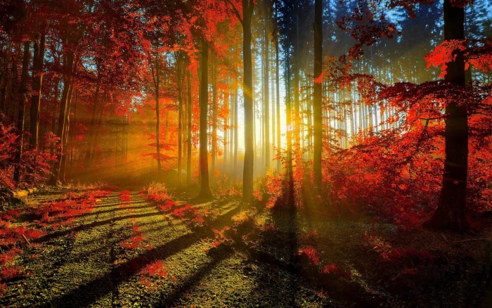 sun ray through forest nature trees fall rays red leaves 2k