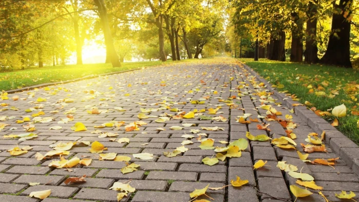 yellow tree leaves path sunlight trees nature plant autumn 2k