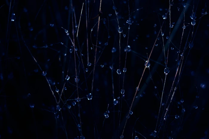 water drop waterdrop leaves tree black dark wallpaper 58 2k 4k