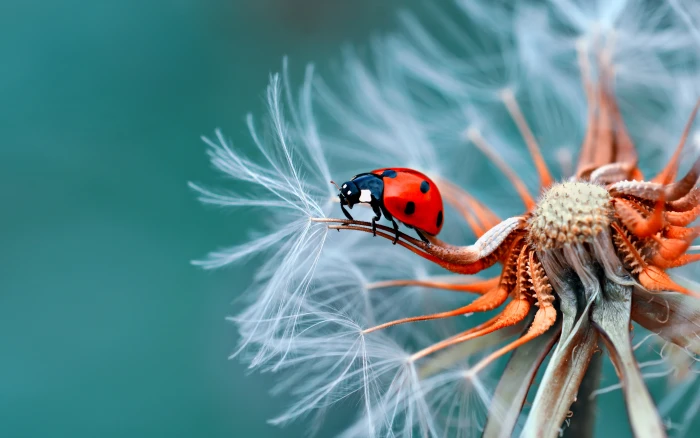 Insect Bubamara On Dandelion Macro Photography Ultra Hd Wallpapers For Desktop Mobile Phones And Laptop 2k 4k 5k