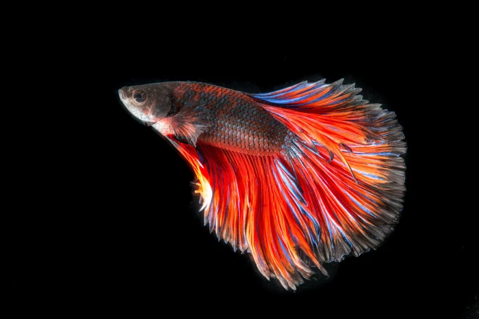 red and black full moon betta fish fighting three color 2k 4k 5k