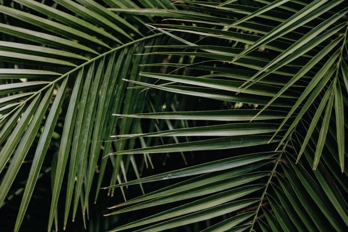 Tropical palm leaves floral pattern background summer green 2k 4k 5k