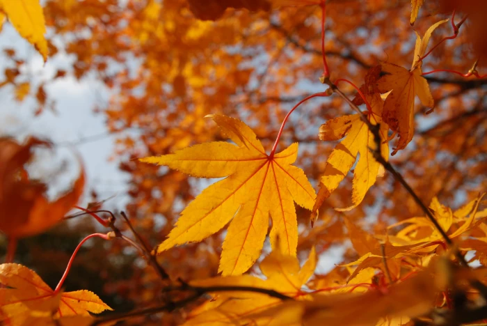 autumn republic of korea racing nature leaves the 2k 4k