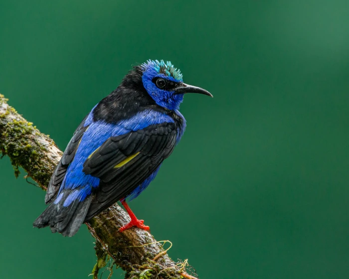 blue and black long beak bird red legged honeycreeper 2k