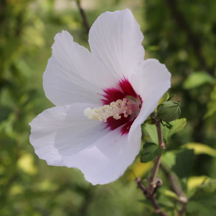white hollyhock flowers selective focus photography rose of sharon 2k 4k