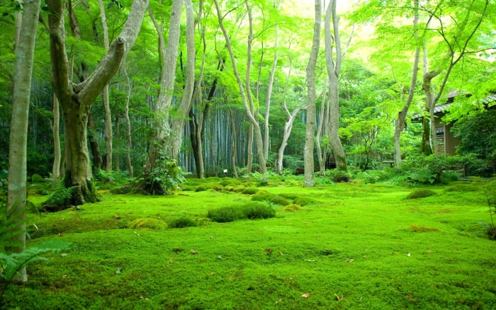 a beautiful village in natural forest plant tree green color 2k