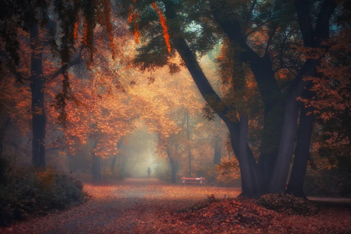 brown leafed trees green and illustration 2k