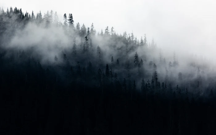 green trees surrounded by fog cloud forest woodland 2k 4k 5k