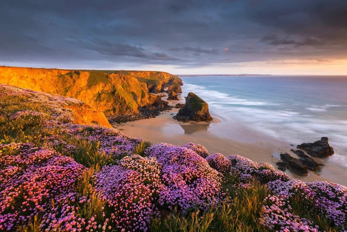 purple flower field coast beach flowers sunset sand sea 2k