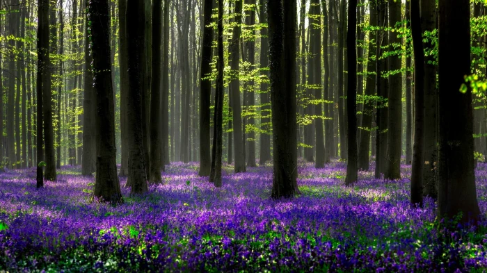 purple lavender flowers forest light trees nature spring 2k