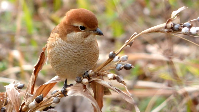 selective focus wildlife photography of short beak bird perching on branch shrike 2k 4k