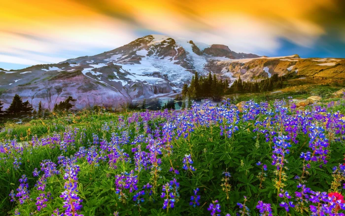 Beautiful Spring Landscape Nature Flowers Mountain Snow Paradise On Earth Mount Rainier National Park United States Desktop Wallpaper Hd 2k