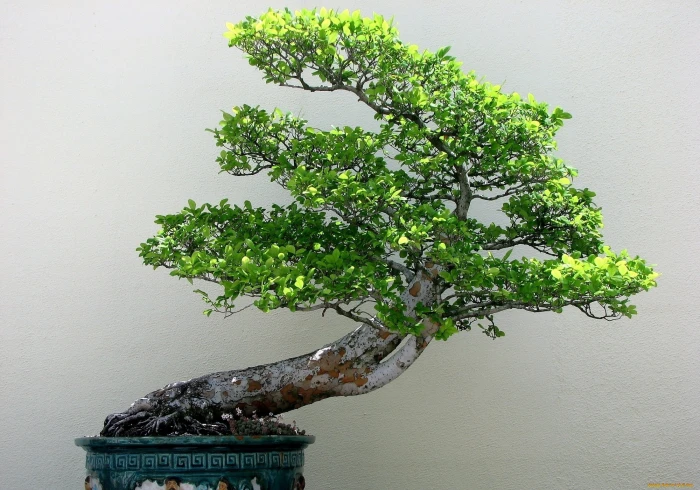 bonsai plants trees nature growth tree wall building feature 2k