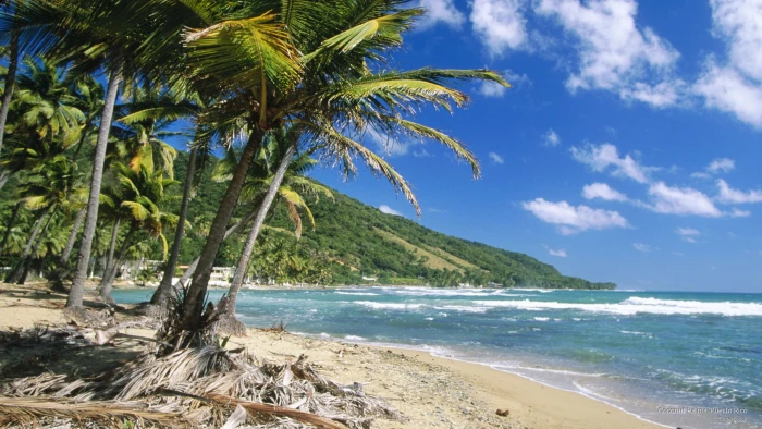 Coconut Palms Puerto Rico Beaches 2k