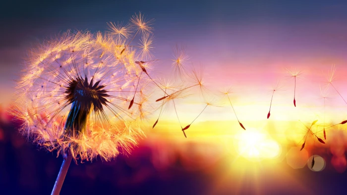 dandelion seed sunset sky nature flower sunlight close up 2k 4k