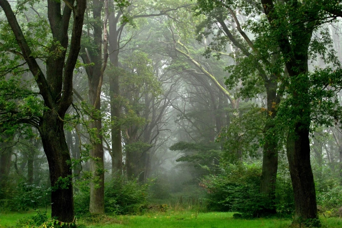 forest nature photography summer fog after the rain tree 2k