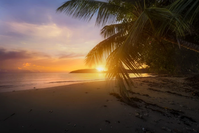 mist beach Sun palm trees sky water land sunset sea 2k