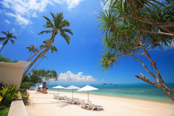 palm trees beach sea horizon sky tropical climate water 2k