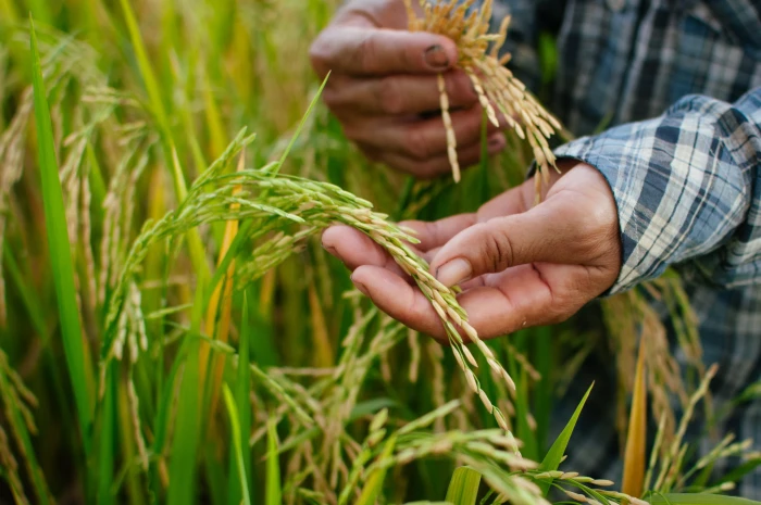 person holding rice grains Nature Plant Thailand food agriculture 2k