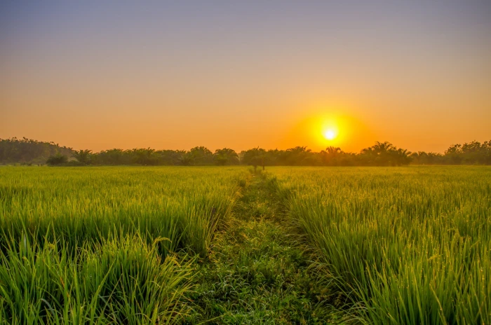 rice field during golden hour sunrise green indonesian rural 2k