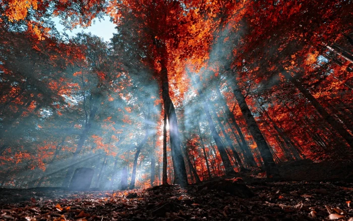 tall trees brown during daytime nature mist landscape 2k