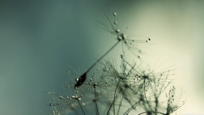 white flowers nature plants macro water drops abstract dandelion 2k 4k