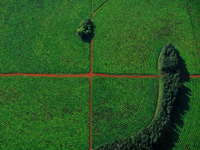 aerial photography of green grass field at day time nature view 2k