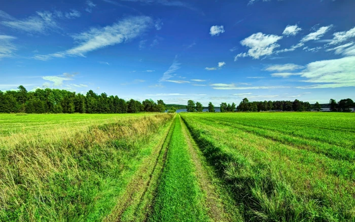 Beautiful scenery sky clouds trees fields road green rice field 2k