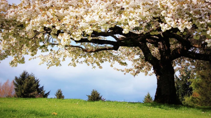 Cherry Blossom Flowers Tree HD nature 2k
