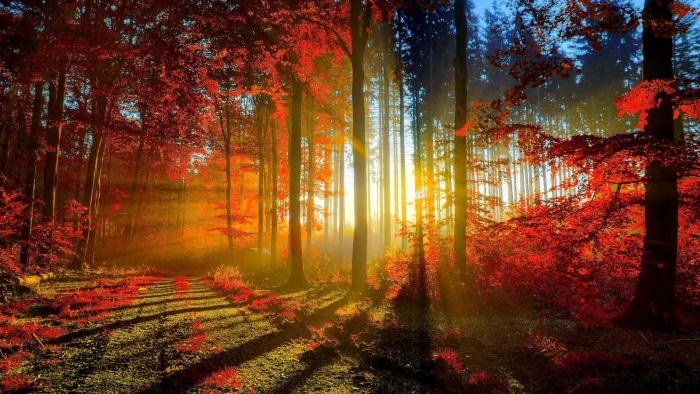 full h d of nature tree autumn plant forest 2k