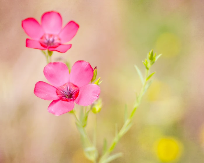 purple petaled flower in closeup photography Dare to Dream Texture 2k 4k