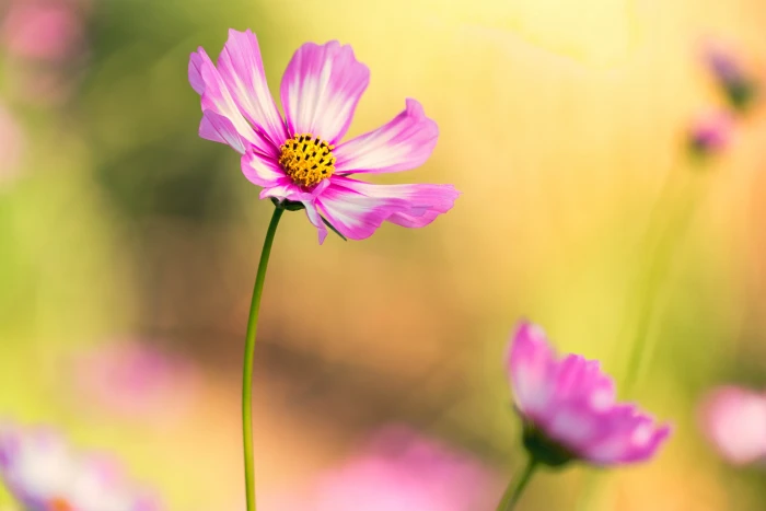 purple and white multi petal flowers in selective focus photography during daytime 2k 4k 5k