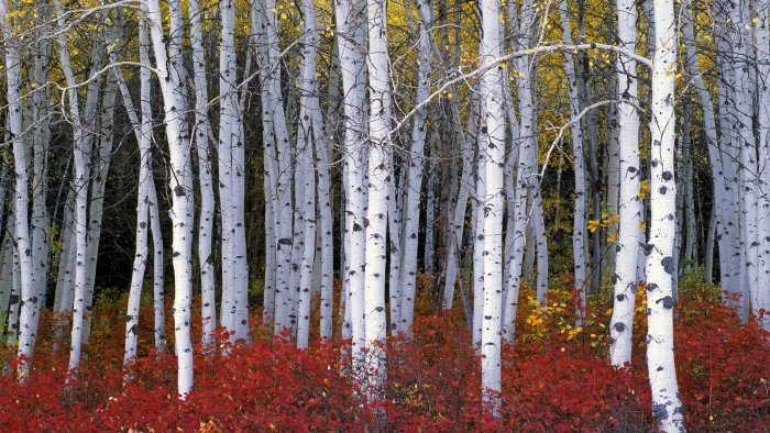 red flower field nature wood trees forest leaves birch 2k