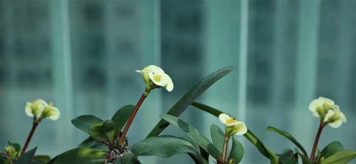 close up photo of flowers affix white yellow color 2k 4k 5k