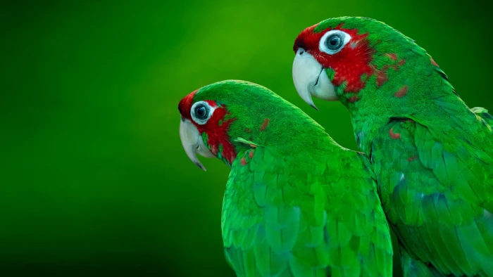 The Red Crowned Amazon Amazona Viridigenalis Known As Green Cheeked Headed Parrot Hd Wallpaper For Mobile Phones And Tablet 2k 4k