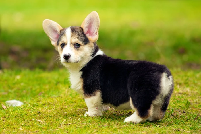 black and white short coated puppy puppies Pembroke Welsh Corgi 2k