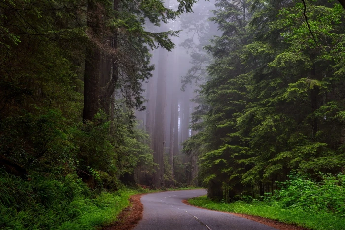 gray paved road surrounded by green leaf trees redwood national park 2k
