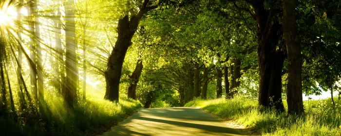 Green Nature Dual Monitor green trees 2k