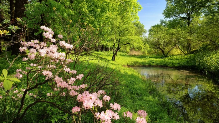 hd image of nature for pc 2k