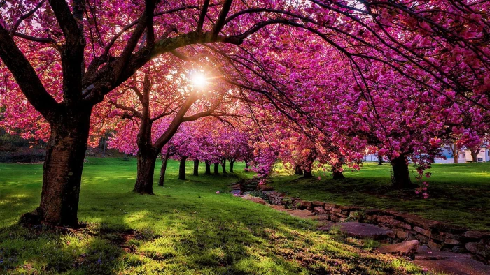 nature pink spring tree blossom plant flower purple 2k