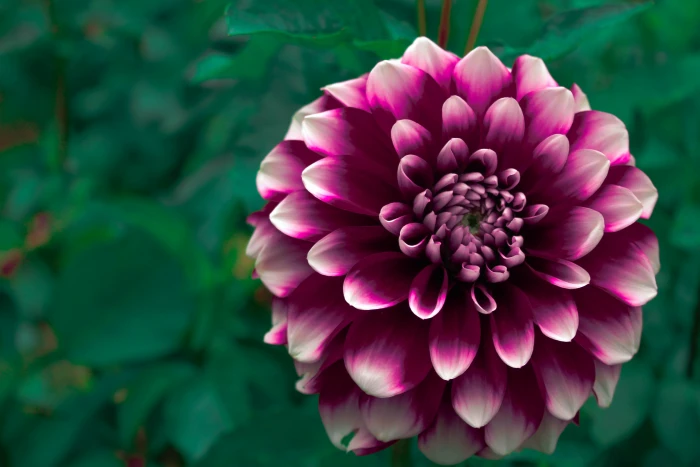 purple dahlia flower closeup photography pink petal bloom 2k 4k 5k