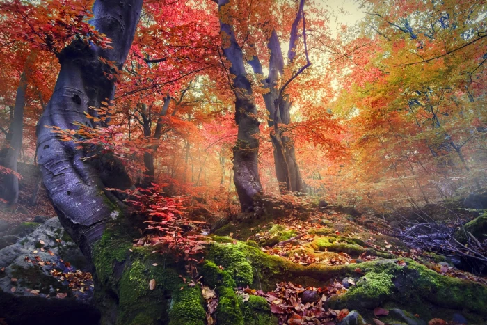 red and green leafed trees orange leaf nature 2k
