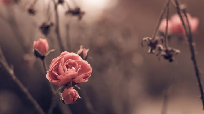 Rose wallpaper spring flowers blur 2k 4k 5k