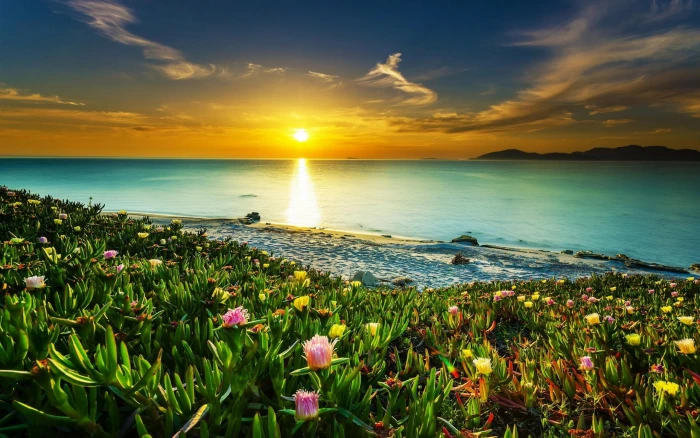 Sea Coast Meadow With Tropical Flowers Sandy Beach Calm Orange Sky Sunset Hd Wallpapers For Mobile Phones And Laptops 2k